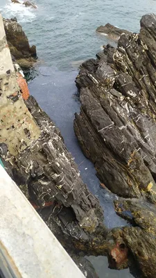Velella velella