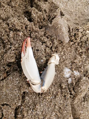 Callinectes sapidus