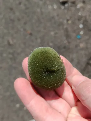 Codium bursa