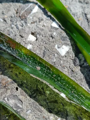 Electra posidoniae