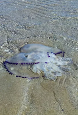 Rhizostoma pulmo